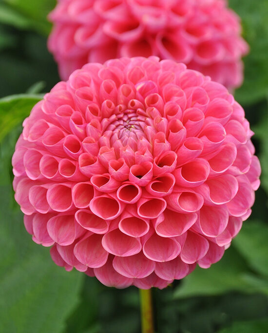 Dālija 'Jowey Frambo'