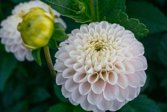 Dālija 'Light Wizard'