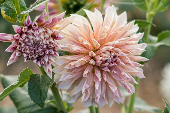 Dālija 'Cafe de Paris'