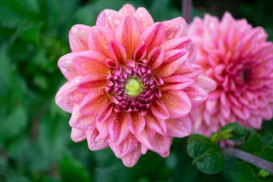 Dālija 'Salmon Runner'