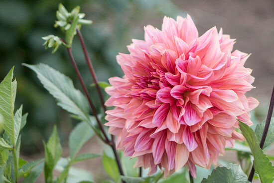 Dālija "Andy's Legacy"