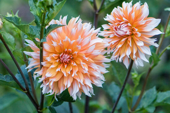 Dālija 'APELSĪNI SNIEGĀ'