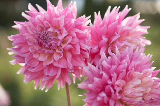 Dālija 'Yume Yama Zakura'