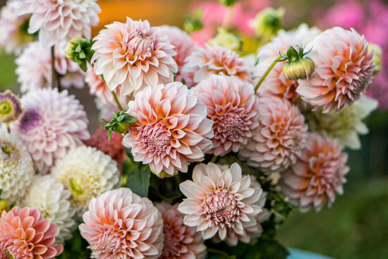 Dālija 'Peaches N'Cream' vai 'Peaches'