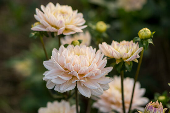 Dālija 'Diana's Memory'