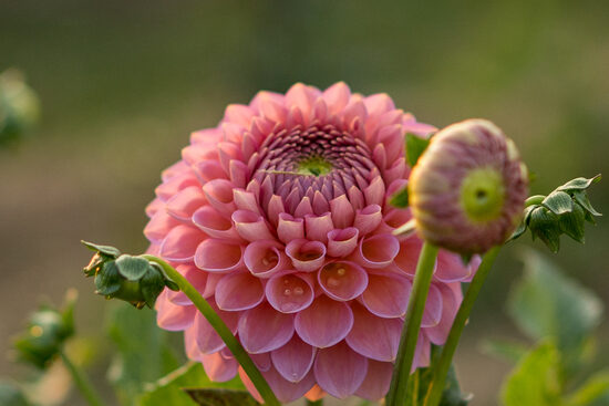 Dālija 'Westerton Pearl'