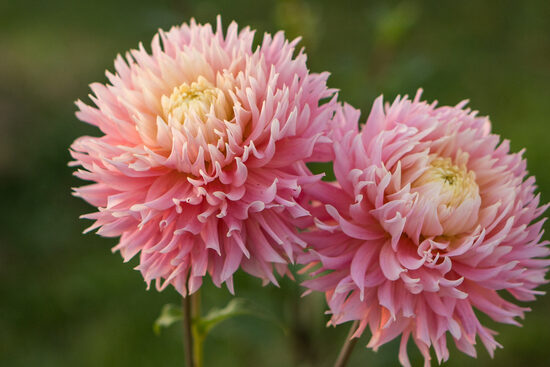 Dālija 'Just Married'