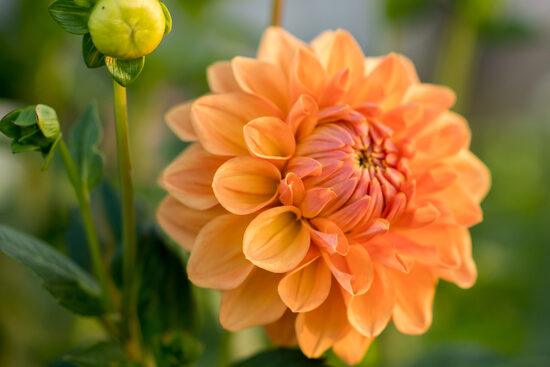 Dālija 'Hapet Cupido'