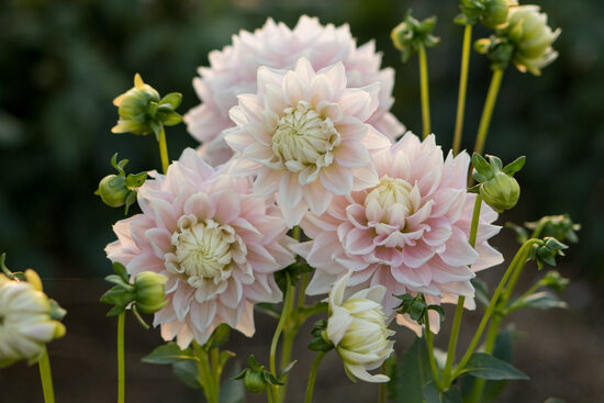 Dālija 'Truly Scrumptious'