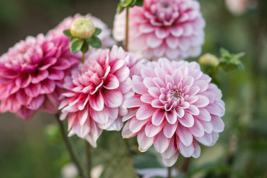 Dālija 'Strawberry Cream'