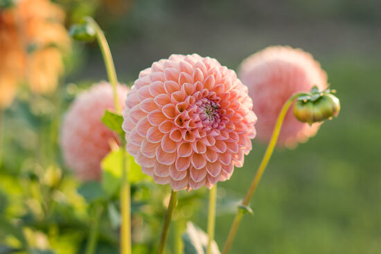 Dālija 'Nathalie G'