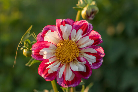 Dālija 'Bumble Rumble'