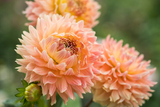 Dālija 'Hapet Coral Charm'