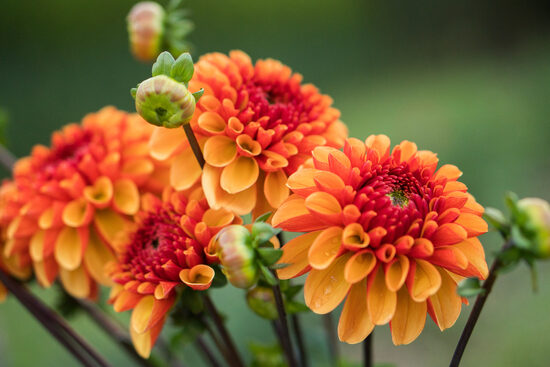 Dālija 'American Sunset'