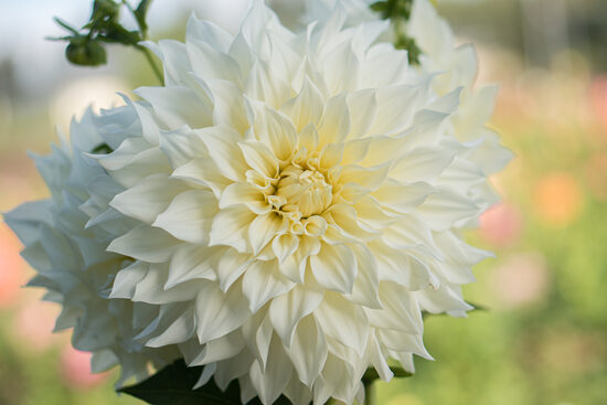 Dālija 'Cafe au Lait Supreme'