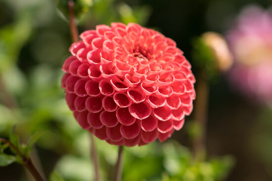 Dālija 'Lindsay Joanne'