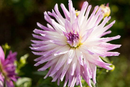 Dālija 'Mingus Randy'