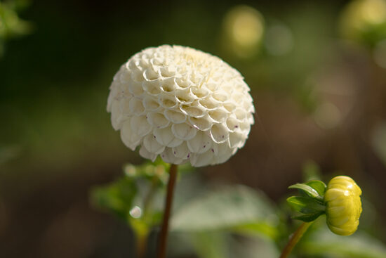 Dālija 'Small World'