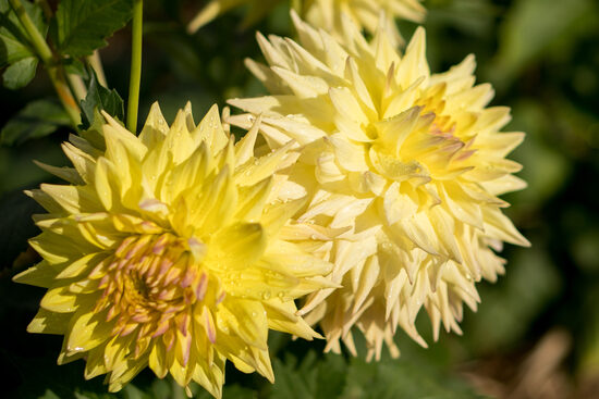 Dālija 'Windhaven Blush'