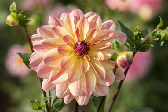 Dālija 'Happy Butterfly'