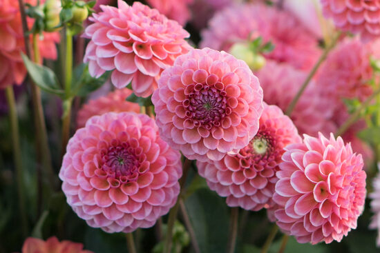 Dālija 'Pink Runner'