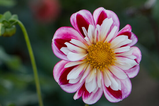 Dālija 'Bumble Rumble'