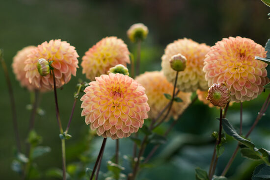 Dālija 'Blyton Softer Gleam'