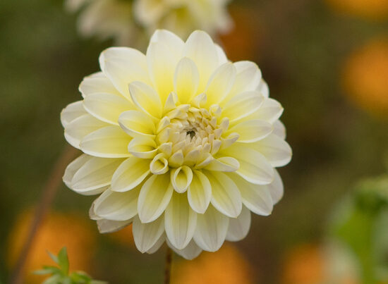 Dālija 'Innocent Silence'