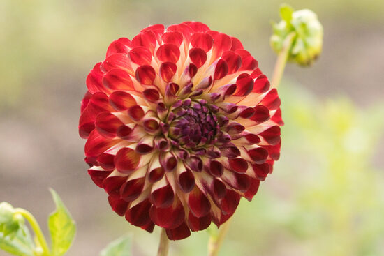 Dālija 'Jowey Joshua'