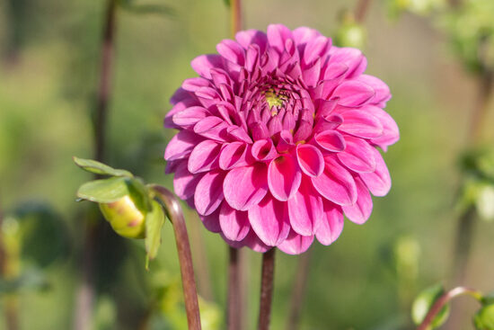 Dālija 'Purple Fox'