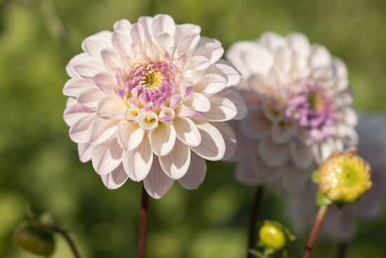 Dālija 'Last Dance'