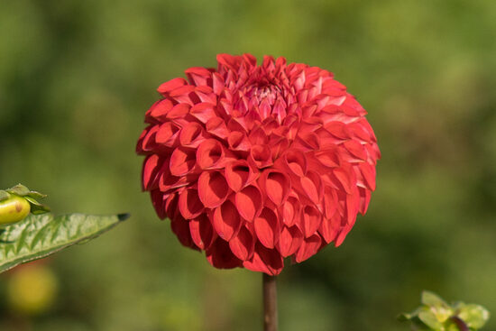 Dālija 'Hapet Rasberry'