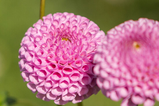 Dālija 'Willo Borealis'