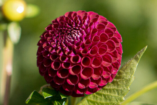 Dālija 'Aurwen's Violet'