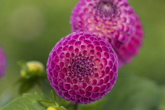 Dālija 'Oreti Duke'