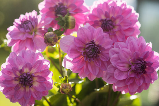 Dālija 'Hapet Lagoon'