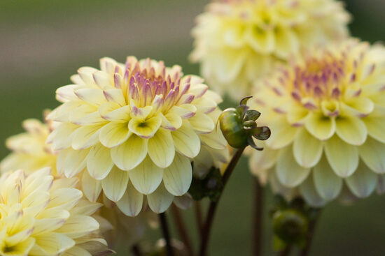 Dālija 'Isa's Favourite'