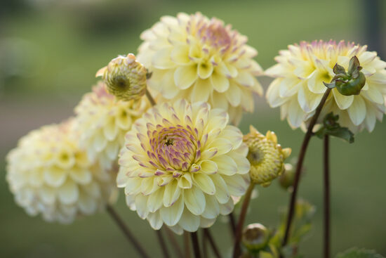 Dālija 'Isa's Favourite'