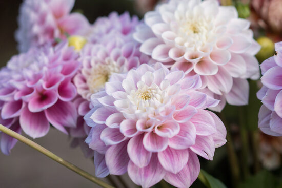 Dālija 'Sweet Love'