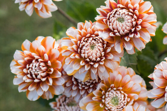 Dālija 'Tangerine Dream'