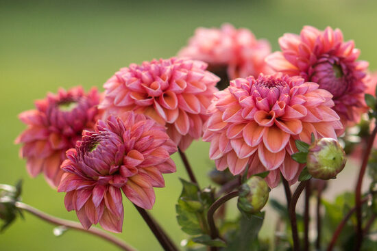 Dālija 'Daisy Duke'