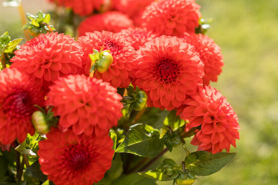 Dālija 'Magnificat'