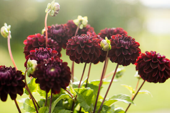 Dālija 'Dark Spirit'