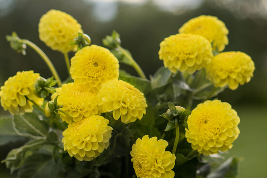 Dālija 'Deepest Yellow'