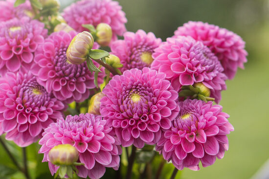 Dālija 'Ryecroft Perky'