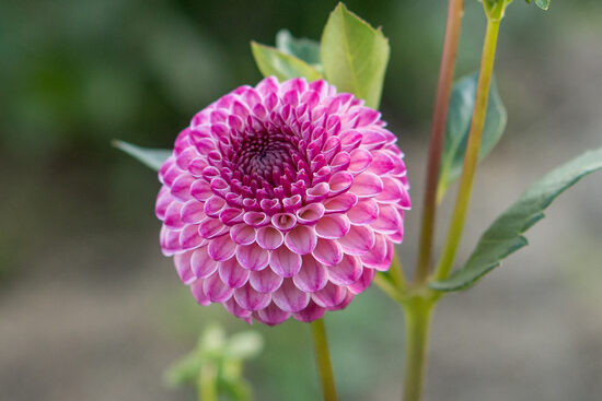 Dālija 'Firswood Park'