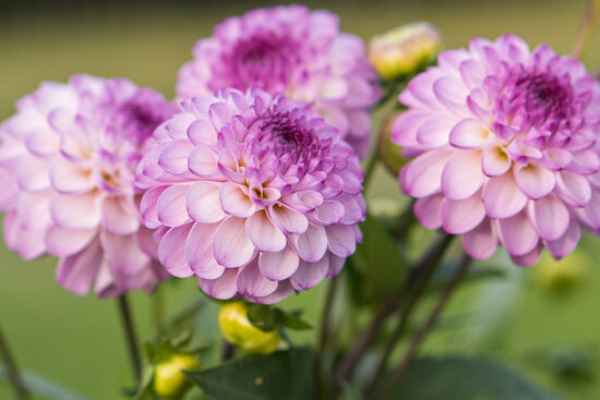 Dālija 'Treby Dainty'