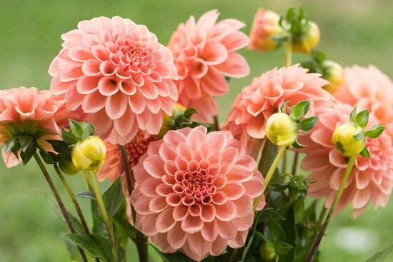 Dālija 'Rock Run Ashley'