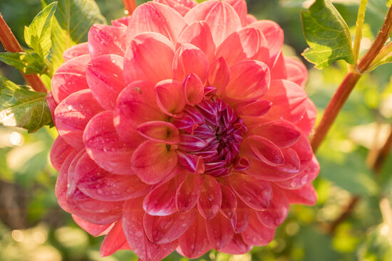 Dālija 'Provincinis'