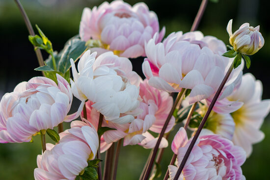 Dālija 'Kelgai Ann'